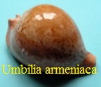 Cypraea (Umbilia) armeniaca, Verco 1912